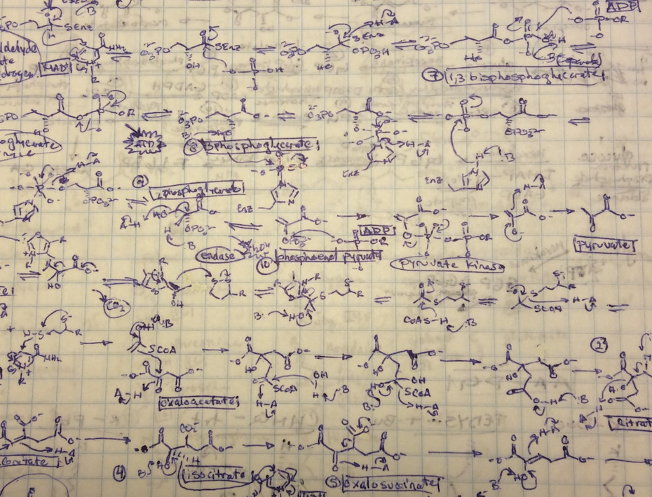organic chemistry diagram sketches in a notebook
